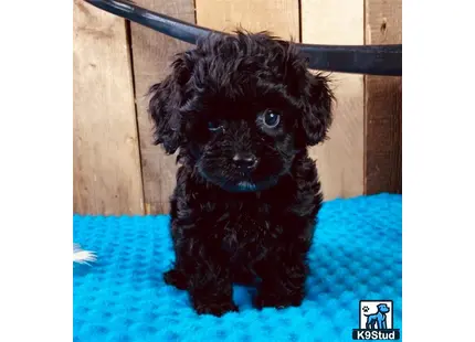 a small black maltipoo puppy